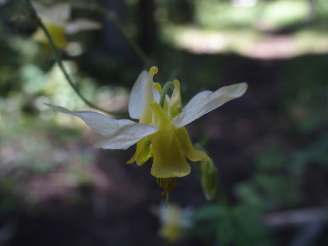 orchid