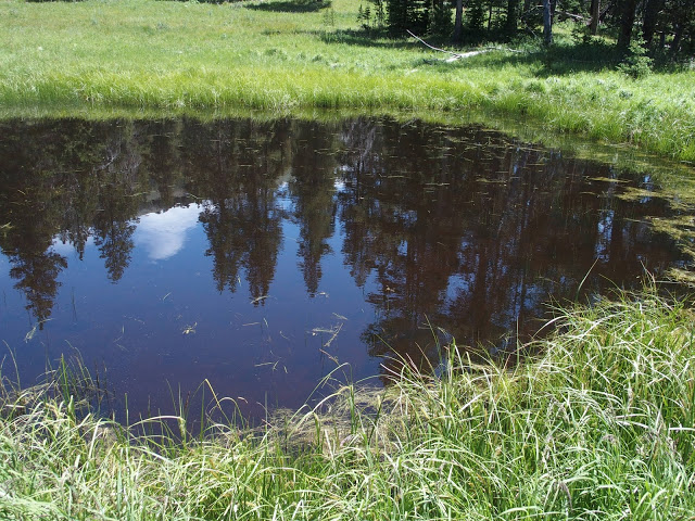 pond