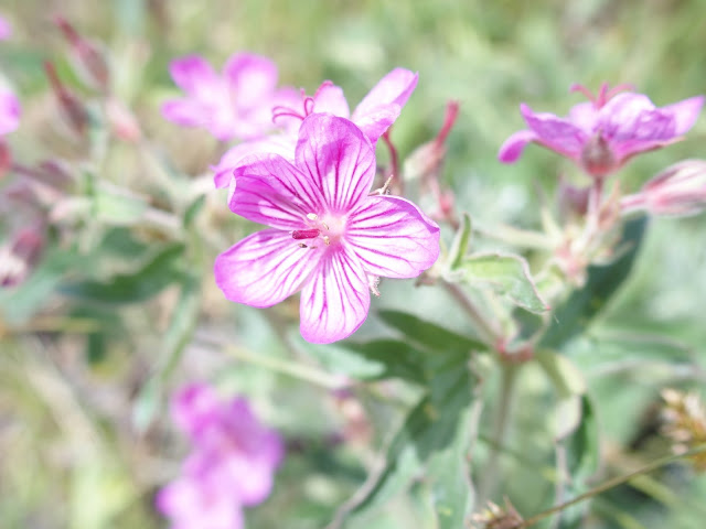 purple-wildflowers