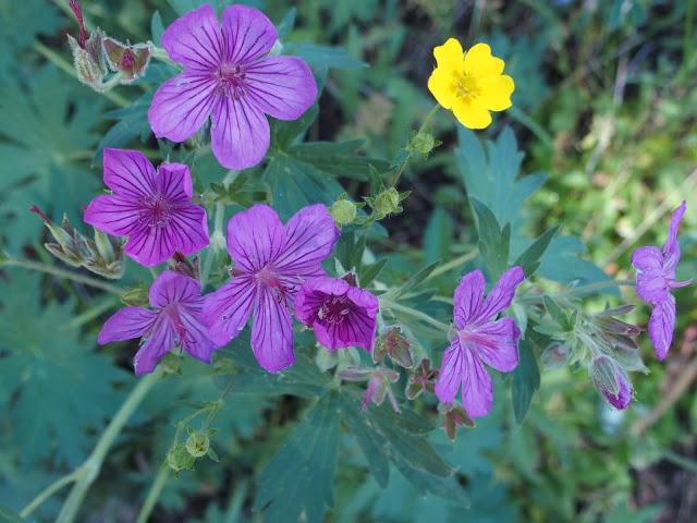 summer-blooms