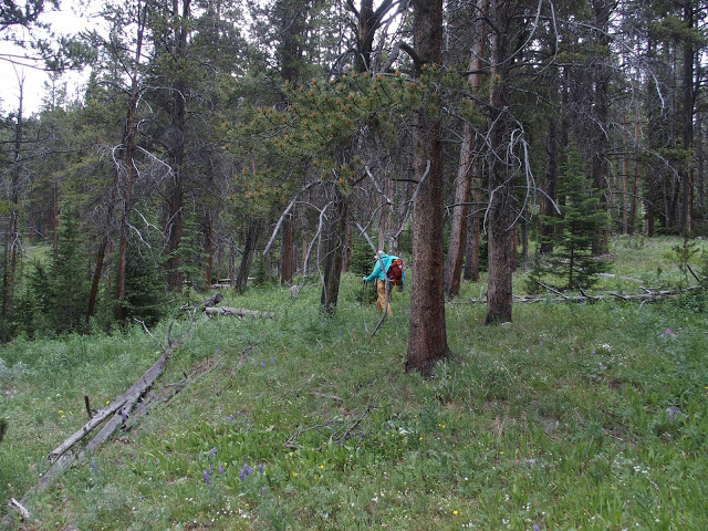 through-the-forest