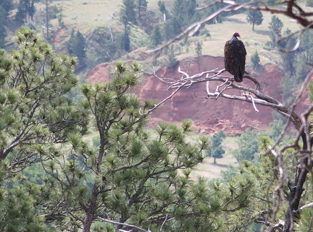A Turkey Vulture on the lookout for an easy meal.