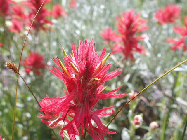 wildflowers