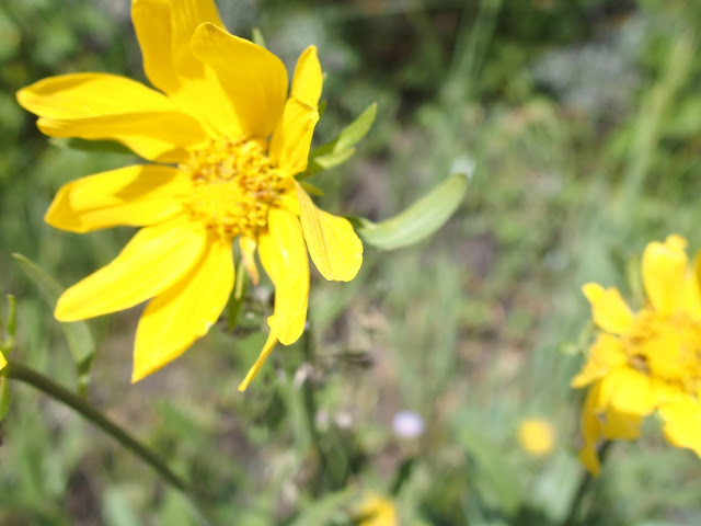 yellow-wild-flowers